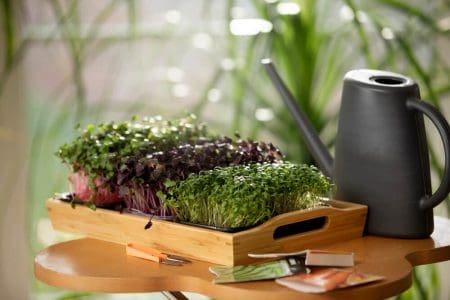 Smart Gardening Gadgets for Modern Green Thumbs